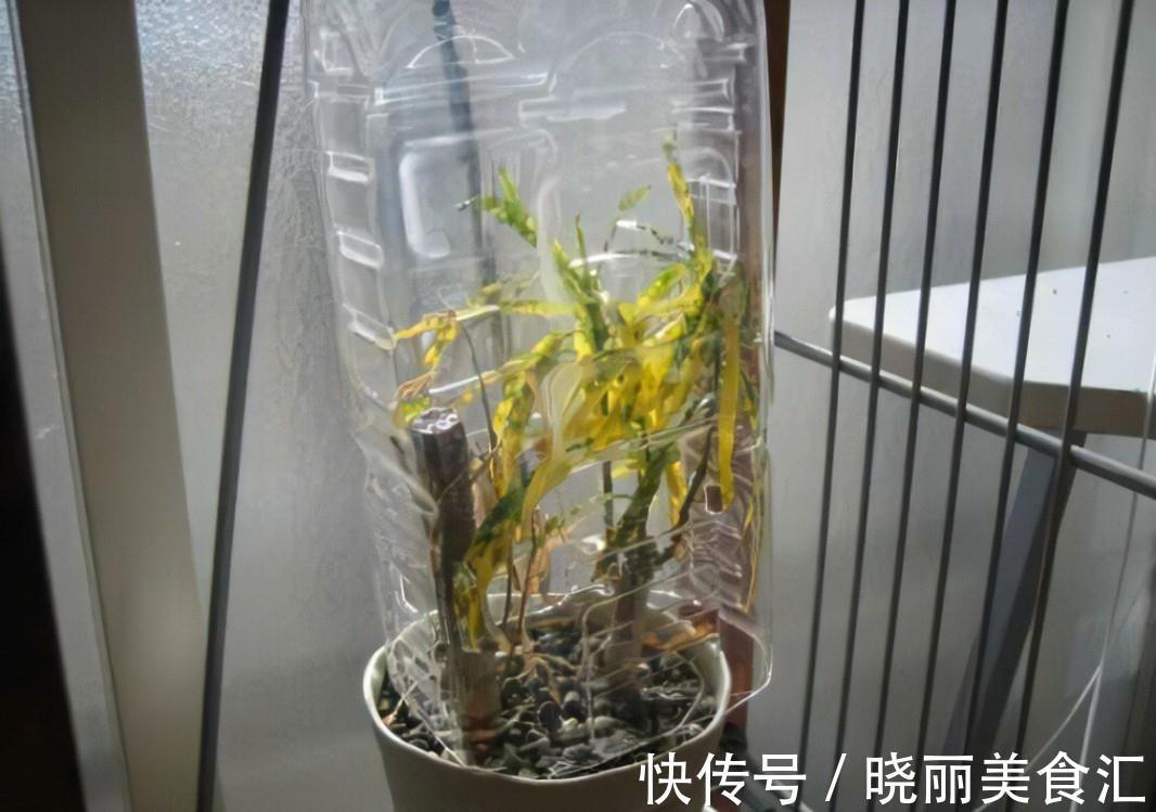 冬季养花,提高植物的抗冻性,补充钾肥