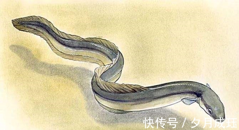 玻璃鳗@被人吃了几千年的鱼,直到突然濒危,也没人知道它们来自何处