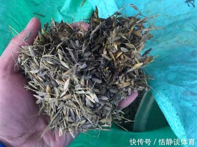 开春别换盆了,这7种东西撒土里,花吃了新叶子呼呼冒!