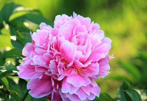 品种|5种耐寒花，现在养一盆，过冬无压力，开花美极了！