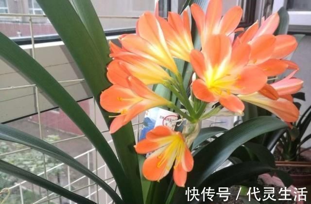 臭蛋|这种“大补肥”,君子兰最爱吃了,半个月用1次,新芽抽不停