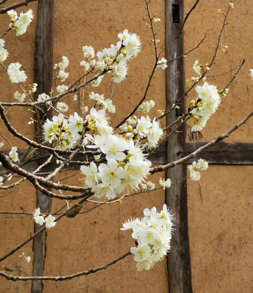 春节赏花好去处，广元5000亩樱桃花迎春绽放，美成仙境！