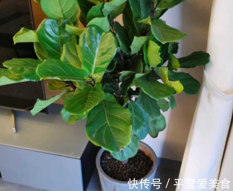 养花常备1种肥就够了,毕竟所有的植物大多数时间都用得上