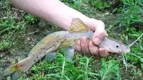 常见|7种河里正在消失的野味，第3个很常见，最后一种价格有点小贵