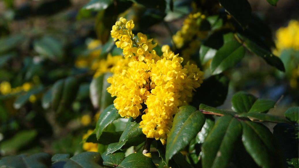 节日|我们的节日·口述民俗丨最百搭的桂花，中闻又中用