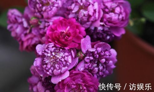 喜欢玫瑰,不妨试试“珍品玫瑰”甜蜜马车,花开爆盆,观赏性极高