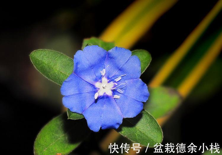 金钟花|8月19日-9月3日,庭院选这几款花,颜色丰富,花美似牡丹