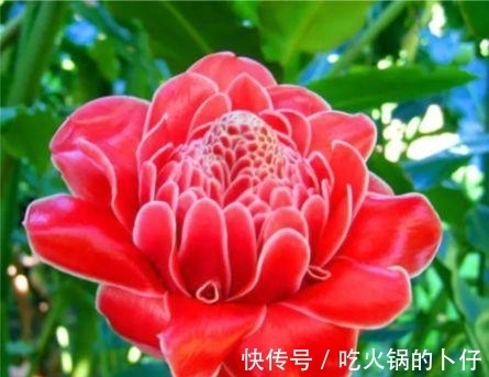 谁见了都喜欢的3种花,家里养一盆,满屋飘香,你养了吗