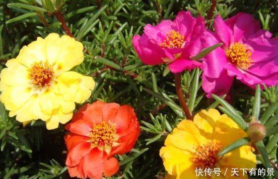 几款花卉便宜又好养,颜值超高的,家里秒变小花园