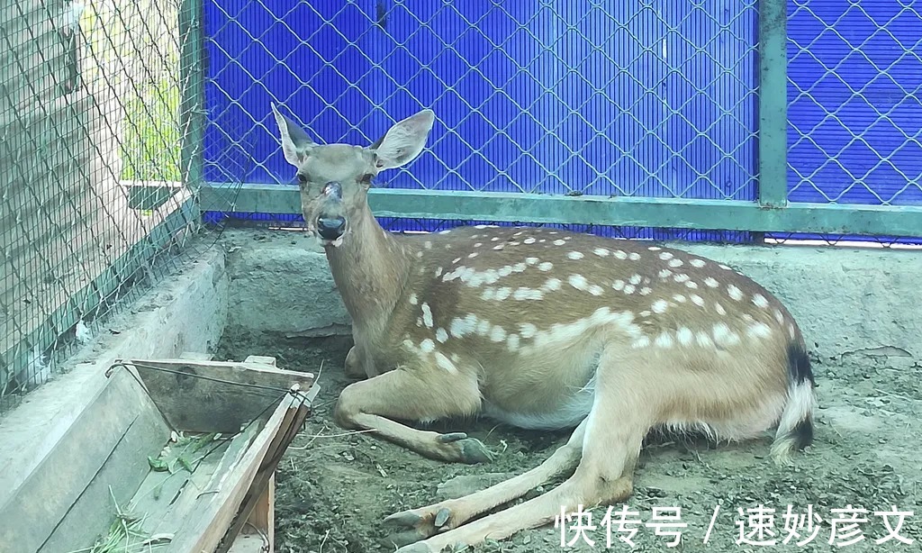 公园|门票0元却少有人去，北京这个明朝皇家饲养场四季皆是景！