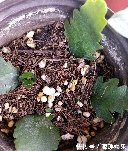 盆栽|这5种花叶子落地便生根,趁现在抓紧繁殖,一个月长成小盆栽