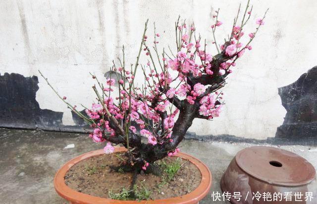 盆栽|4种“抗冻花”，娇艳不娇贵，寒冬腊月冻不死，冰天雪地开红花