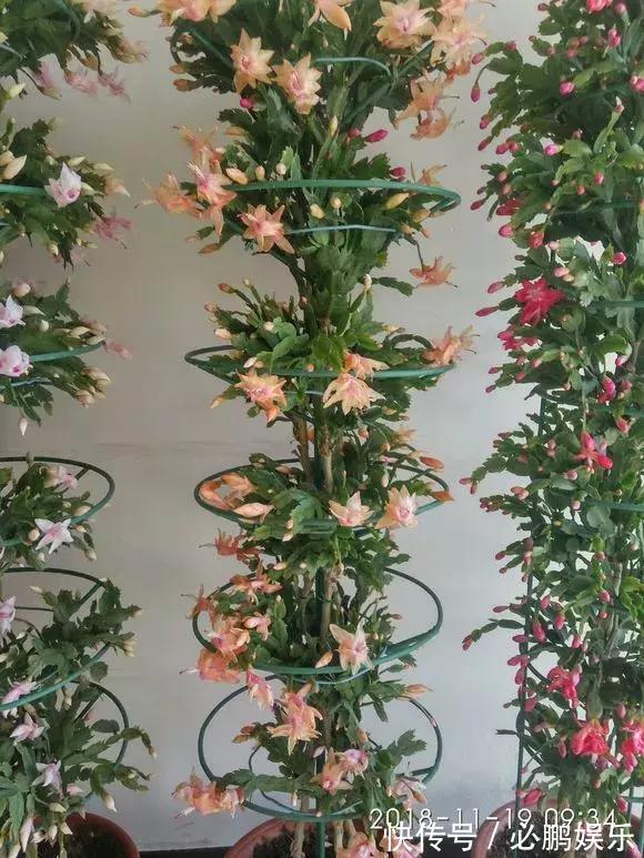 蟹爪兰嫁接1种枝条,花量暴增上百朵,开成大花树,还不烂根!