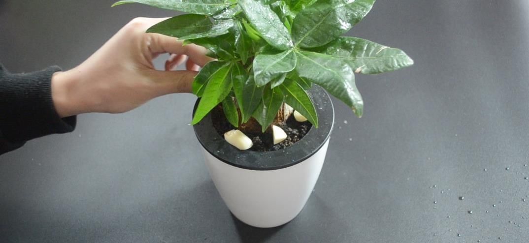 花盆里放瓣大蒜, 没想到作用这么大, 看完你会感谢我的