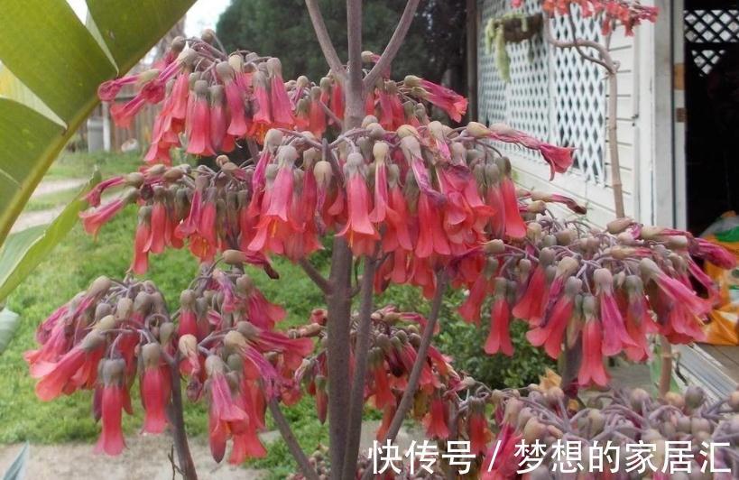 秋高气爽,养宫灯长寿花,盆栽牢记4点,冬春花开最盛