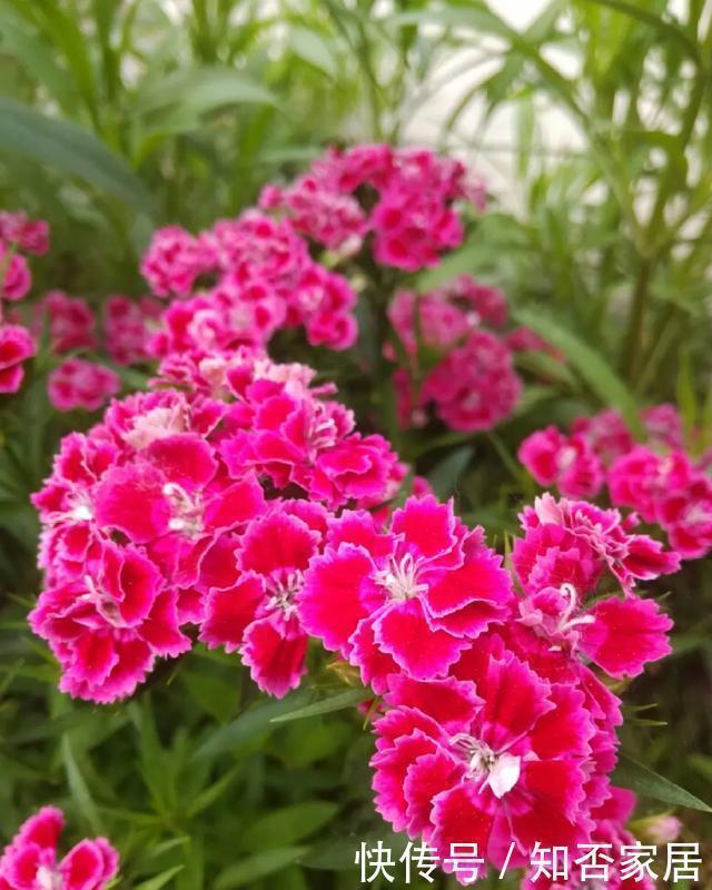 爆盆|养花技巧：折腾不死的25种花，咋养都爆盆，懒人最适合