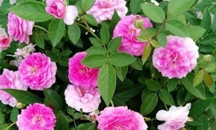 新手养花，不如养盆花中精品“玛姬婶婶”，花型精美，有枝就有花