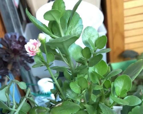 修剪掉的长寿花枝叶该不该扔，怎么处理好？