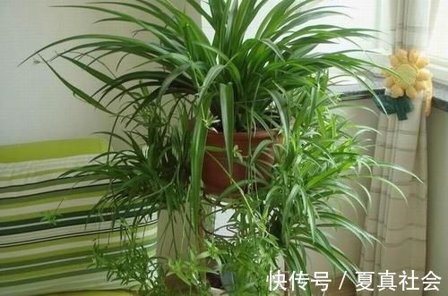 金边吊兰|大暑过后，“3种花”扦插正合适，剪个枝扔盆里，大白根呼呼长