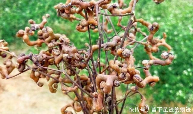 李时珍说它“去膈上热，润五脏”，长在路边无人识，可惜了