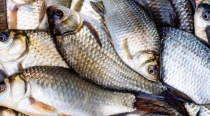 冬季钓鱼没口怎么办?原因和应对方法都在这!