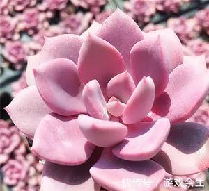 多肉中的美仙女,叶片鲜艳又肥美,颜值,气质俱佳,太可爱了