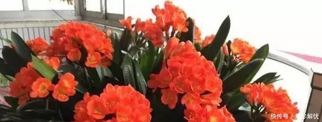 花箭|君子兰“离不开”2种水,1年换着“浇”,冒“白根”、开花多!