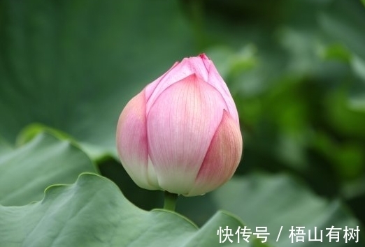 桃花|4属相在10月下旬，迎来桃花朵朵，生活顺心，日子越来越兴旺