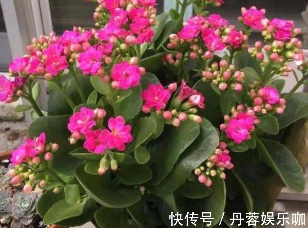 家里有5种花,想要开花多,秋天别忘施1种肥