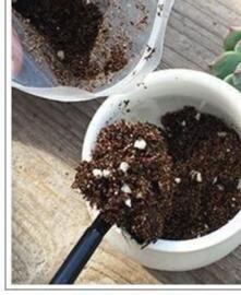 多肉钱串子,换盆有技巧,避开“死亡季”,“小铜钱”越长越多