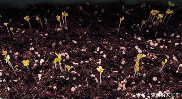 特别|阳台种菜就种它,一个月就能上桌,比小白菜更美味更美貌