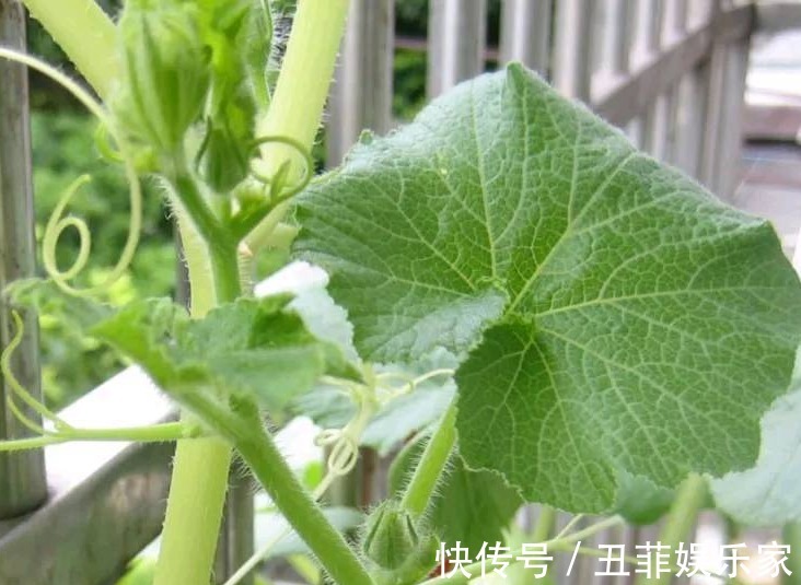 清热解毒|夏天多吃以下4种野菜，能清热解毒，消肿利尿，早知早受益