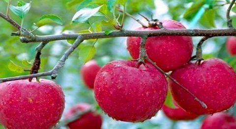 蓝莓|爱美女性要坚持吃的食物,排毒护肝,养颜美容,养颜补血