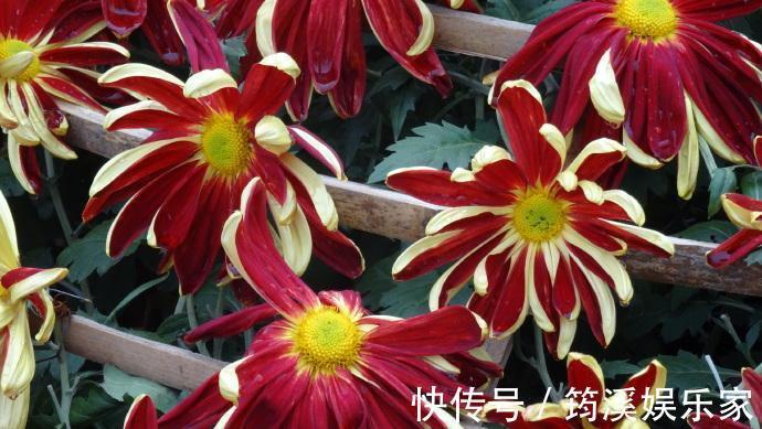 帅旗|喜欢菊花,不如养盆“五大名菊之首”,花似“军帅旗帜”!霸气