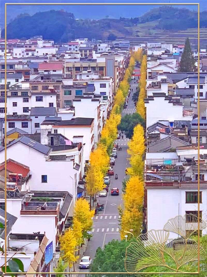 柳城街区|金灿灿!柳城街区百里银杏成网红打卡地