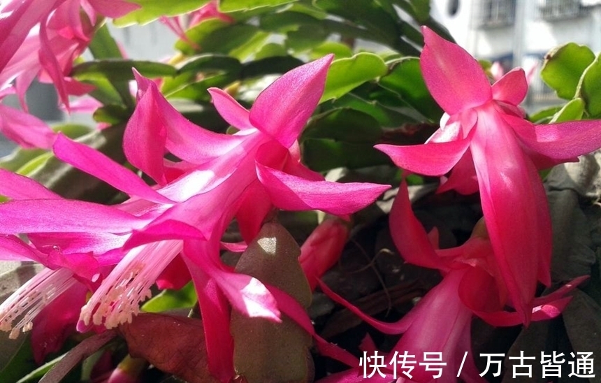 小花|6种省心植物,做到这几点,养好无忧