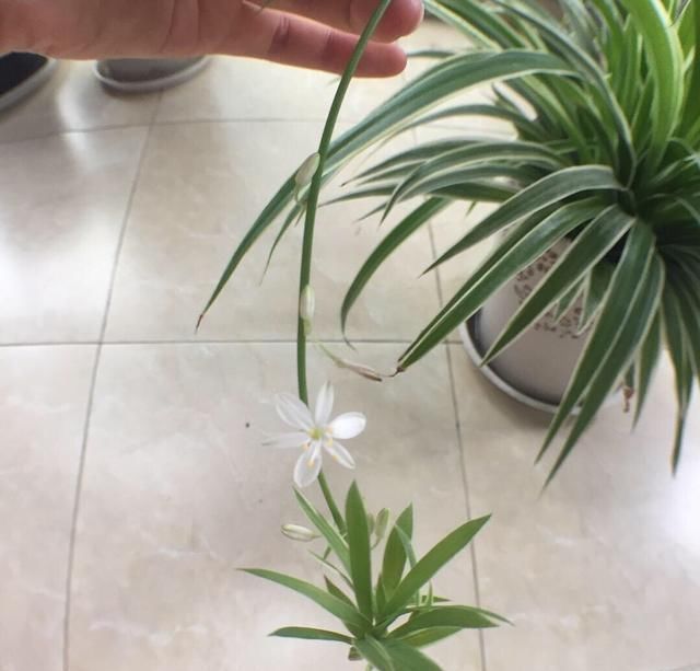 好养|好养漂亮的“4种花”,阳台室内养一盆,浇水就长爆盆,开花不断