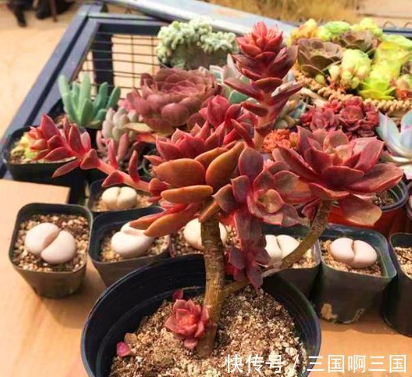10种适合新手的多肉,生命力顽强,一年到头都有好状态,真美