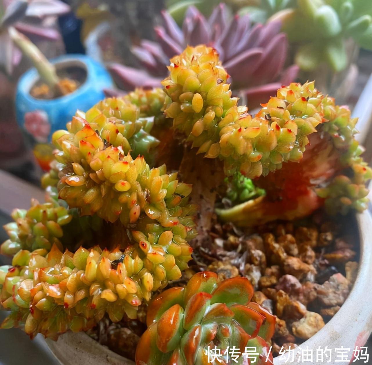 这“三种花”需要旱养,不能被雨淋,叶子也不能沾水,可别大意了