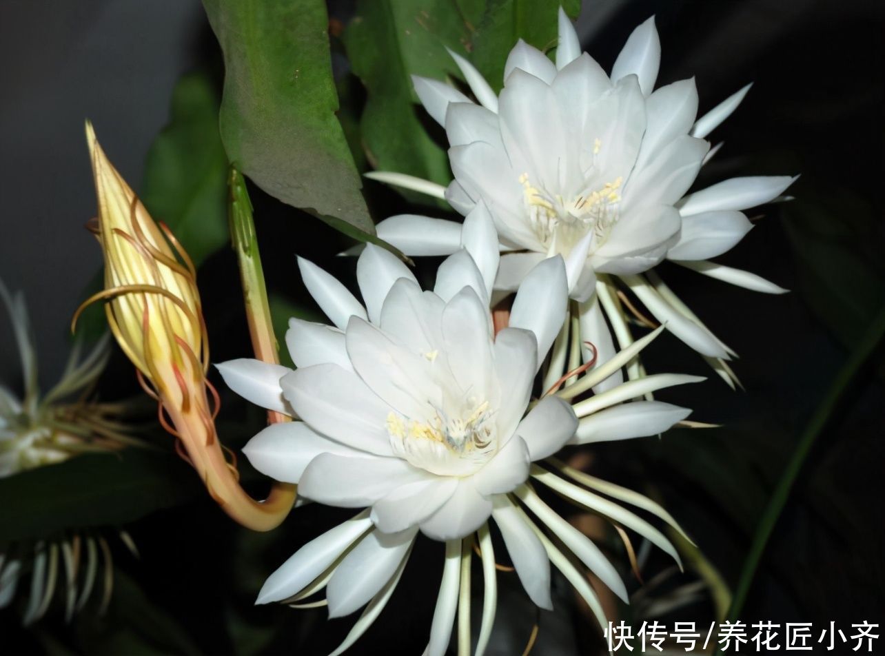 为了“昙花一现”，养它好几年，现在做好“4点”，昙花长满花苞