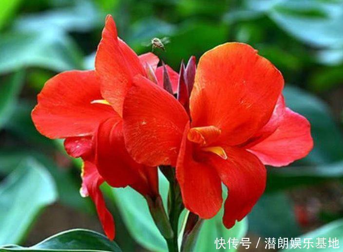 养花就养这几款,全年开花不停,养成一片花海新手也能养活