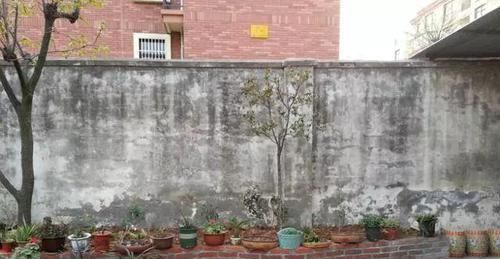 我的100㎡农家小院,种菜、养花、植树、养鱼,漂亮极了