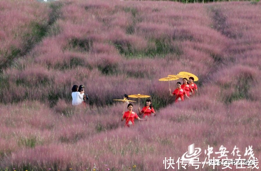 合肥|美丽安徽：胜日寻芳景 皖山皖水情