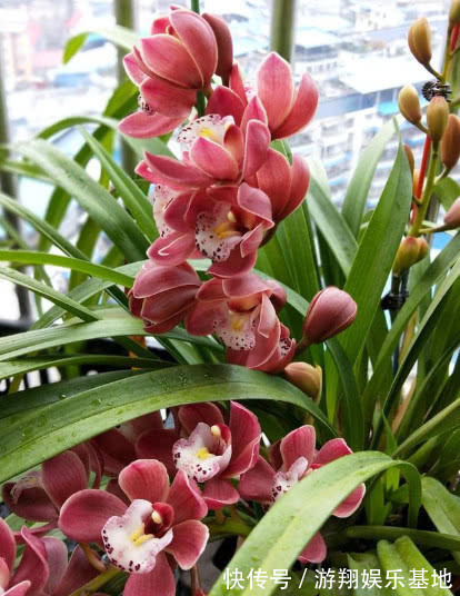 爆盆|此花一养就喜欢上它,好养漂亮,开花就爆盆,香味十足,女生必选