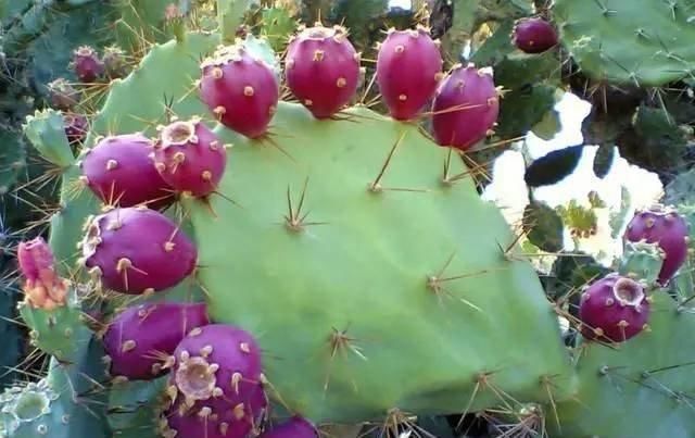 中国无人问津的水果,2元一斤卖不出去,国外80元一斤被疯狂抢购