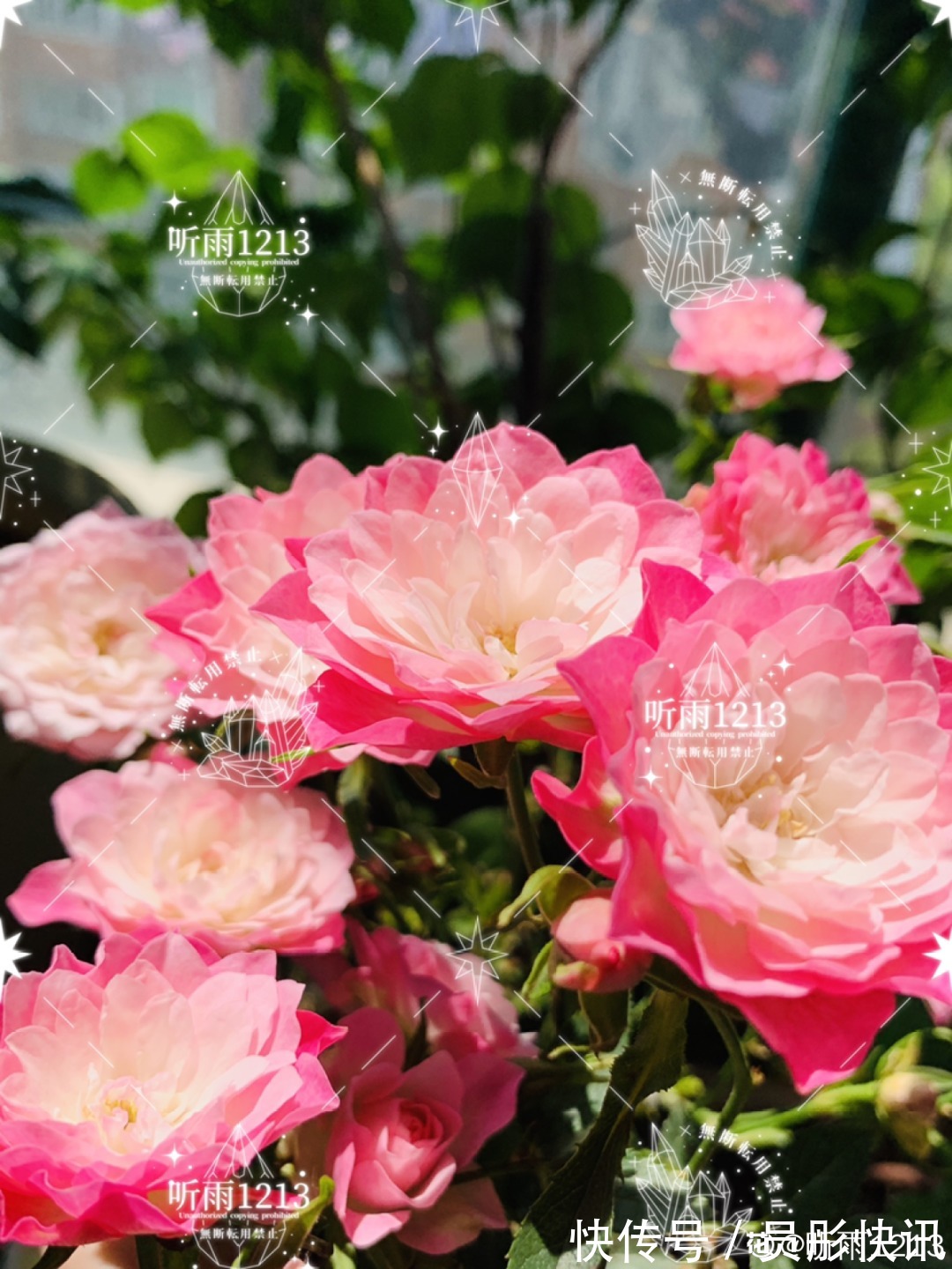 蓝蝴蝶|5种花真稀罕,叶子越晒越红彤彤,一盆能开20朵!