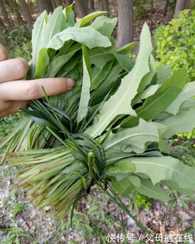 香椿|农村最“热门”的6种野菜,营养丰富味道鲜美,还能治白头发!