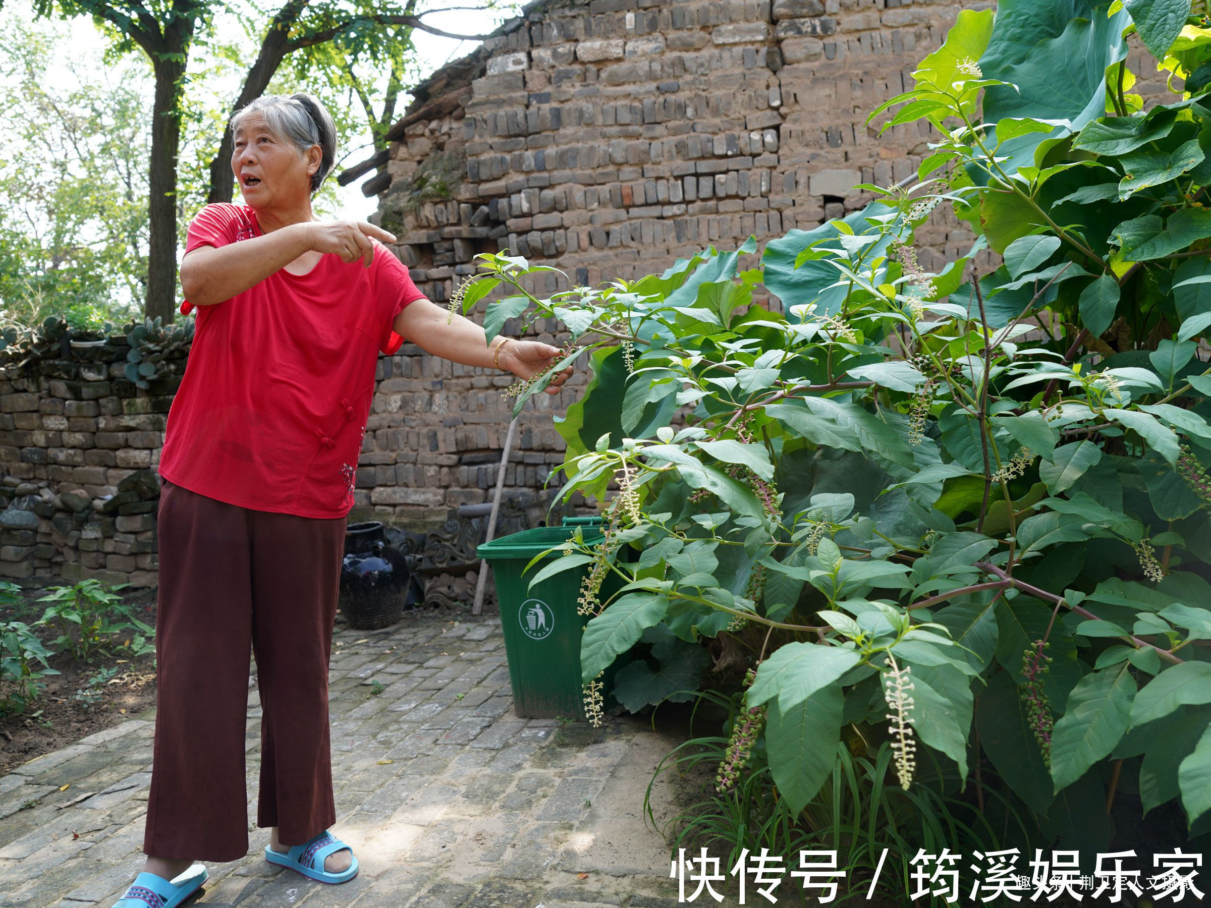 后院|6旬农民大妈家长出1棵野人参,枝繁叶茂万元不卖,看看啥样