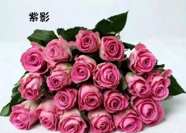 喜欢菊花，不如养盆“高档玫瑰”蓝色妖姬，象征纯洁爱情，真美艳