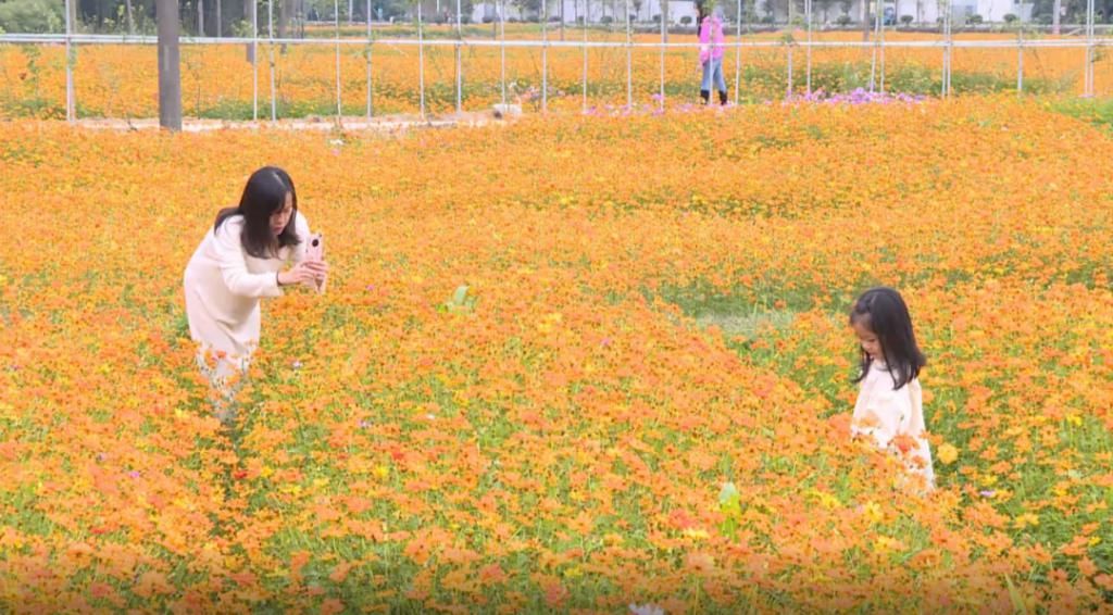  菊花|景美花更美！绿水青山间，成片硫华菊花海等你来打卡！